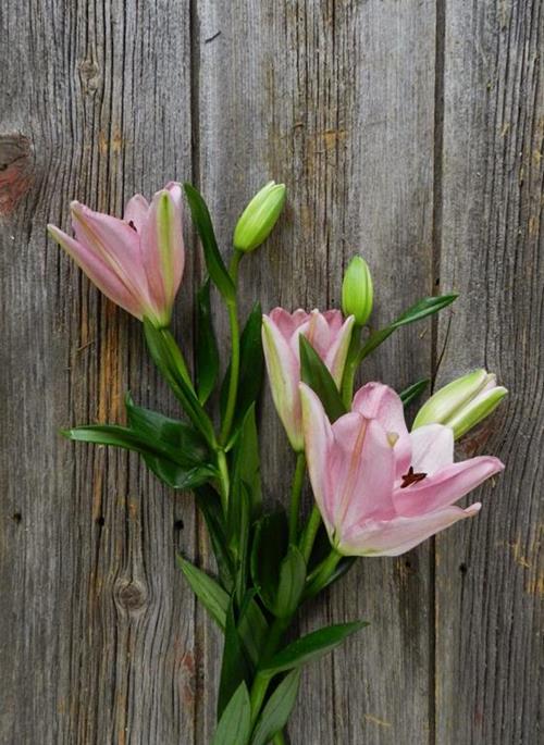 LIGHT PINK L.A. HYBRID LILIES